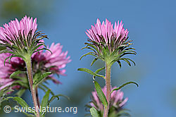 Neuenglische Aster (Aster novae-angliae) (C353072) Neuenglische Aster (Aster novae-angliae) (C353072)