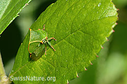 Büffelzikade (Stictocephala bisonia) (C353082) Büffelzikade (Stictocephala bisonia) (C353082)