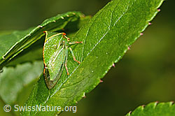 Büffelzikade (Stictocephala bisonia) (C353084) Büffelzikade (Stictocephala bisonia) (C353084)