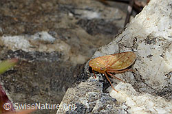Sumpferdzikade (Stroggylocephalus agrestis) (08.2025, C353708)