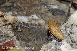 Neu in SwissNature.org: Sumpferdzikade (Stroggylocephalus agrestis)