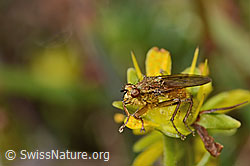 Gelbe Dungfliege (Scathophaga stercoraria) auf Bewimpertem Steinbrech (Saxifraga aizoides) (08.2025, C353722)