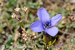 Neu in SwissNature.org: Gefranster Enzian (Gentiana ciliata)