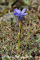 Gefranster Enzian (Gentiana ciliata) (08.2025, C353775)