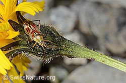 Neu in SwissNature.org: Rotgefleckte Schmuckwanze (Calocoris roseomaculatus) auf Blume