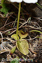 Sumpf-Herzblatt (Parnassia palustris) (C353832) Sumpf-Herzblatt (Parnassia palustris) (C353832)