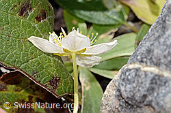 Sumpf-Herzblatt (Parnassia palustris) (C353835) Sumpf-Herzblatt (Parnassia palustris) (C353835)
