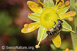 Neu in SwissNature.org: Weissbeinige Schmalbiene (Lasioglossum albipes) auf Bewimpertem Steinbrech (Saxifraga aizoides)
