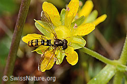 Neu in SwissNature.org: Sphaerophoria interrupta (Schwebfliege) auf Bewimpertem Steinbrech (Saxifraga aizoides)