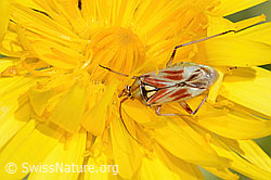 Rotgefleckte Schmuckwanze (Calocoris roseomaculatus) auf Blume (08.2025, C353918)