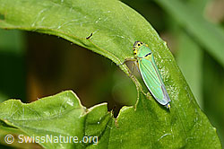 Neu in SwissNature.org: Binsenschmuckzikade (Cicadella viridis)