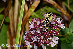 Brombeer-Perlmuttfalter (Brenthis daphne) auf Echtem Dost (Origanum vulgare)