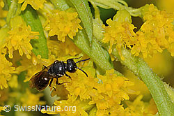 Neu in SwissNature.org: Mauer-Maskenbiene (Hylaeus hyalinatus) auf Kanadischer Goldrute (Solidago canadensis)