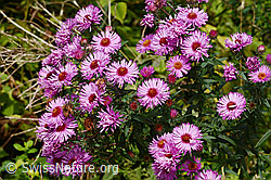Neuenglische Aster (Aster novae-angliae) (C355636) Neuenglische Aster (Aster novae-angliae) (C355636)