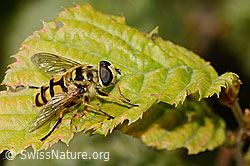 Foto: Totenkopfschwebfliege (Myathropa florea)