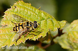 Foto: Totenkopfschwebfliege (Myathropa florea)