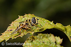 Foto: Totenkopfschwebfliege (Myathropa florea)