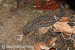 Foto: Bergmolch (Ichthyosaura alpestris)