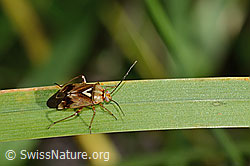Foto: Gemeine Wiesenwanze (Lygus pratensis)