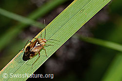 Foto: Gemeine Wiesenwanze (Lygus pratensis)