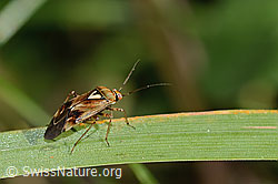 Foto: Gemeine Wiesenwanze (Lygus pratensis)
