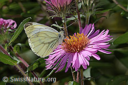 Neuenglische Aster, Blüte