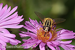 Neuenglische Aster, Blüte