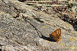 Kleiner Feuerfalter (Lycaena phlaeas) (C357937) Kleiner Feuerfalter (Lycaena phlaeas) (C357937)