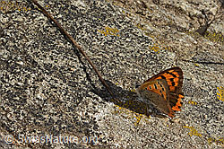Kleiner Feuerfalter (Lycaena phlaeas) (C357942) Kleiner Feuerfalter (Lycaena phlaeas) (C357942)