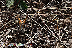 Kleiner Feuerfalter (Lycaena phlaeas) (C357943) Kleiner Feuerfalter (Lycaena phlaeas) (C357943)