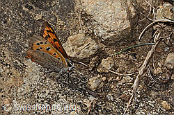 Kleiner Feuerfalter (Lycaena phlaeas) (C357964) Kleiner Feuerfalter (Lycaena phlaeas) (C357964)