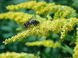 Mistbiene (Eristalis tenax) auf Kanadischer Goldrute (Solidago canadensis)