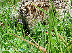 Foto: Braunbrustigel (Erinaceus europaeus)