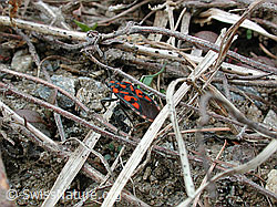 Foto: Knappe (Spilostethus saxatilis)