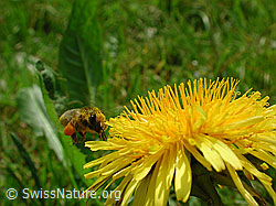 Foto: Fliegende Biene
