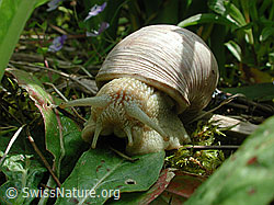 Foto: Weinbergschnecke (Helix pomatia)