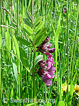 DSCN3566: Hecken-Wicke