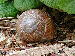 Foto: Weinbergschnecke (Helix pomatia)