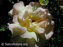 DSCN4648: Blüte einer Rose