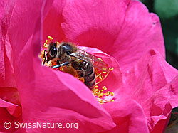 Foto: Honigbiene (Apis mellifera)