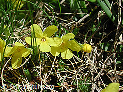 Foto: Goldprimel