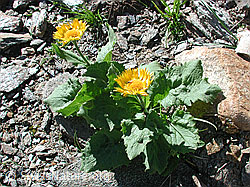 DSCN5350: Grossköpfige Gemswurz