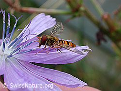 Foto: Hainschwebfliege (Episyrphus balteatus) auf Wegwarte (Cichorium intybus)