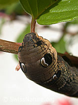 Foto: Mittlerer Weinschwärmer (Deilephila elpenor), Raupe