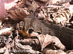 Foto: Mittlerer Weinschwärmer (Deilephila elpenor), Raupe