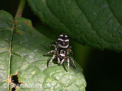 Foto: Zebra-Springspinne auf Blatt
