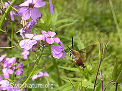 Foto: Hummelschwärmer (Hemaris fuciformis)