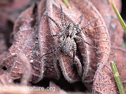 DSCN8603: Labyrinthspinne