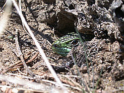 DSCN8818: Kopf einer Smaragdeidechse (Lacerta bilineata)