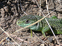 DSCN8841: Smaragdeidechse (Lacerta bilineata)